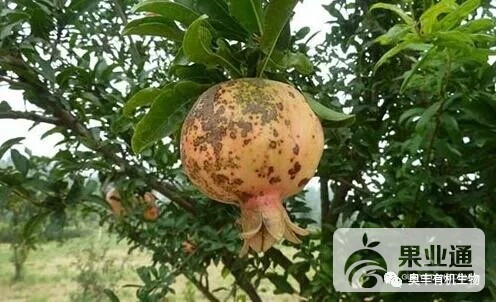 石榴腐烂病.jpg