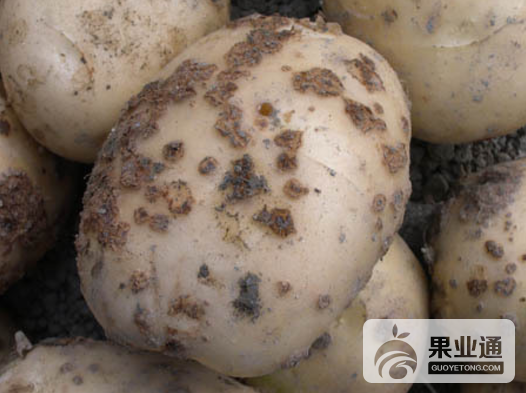 马铃薯疮痂病1.png