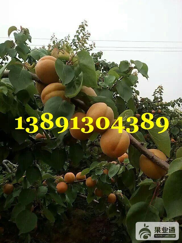 杏带子-树上好金太阳杏.JPG