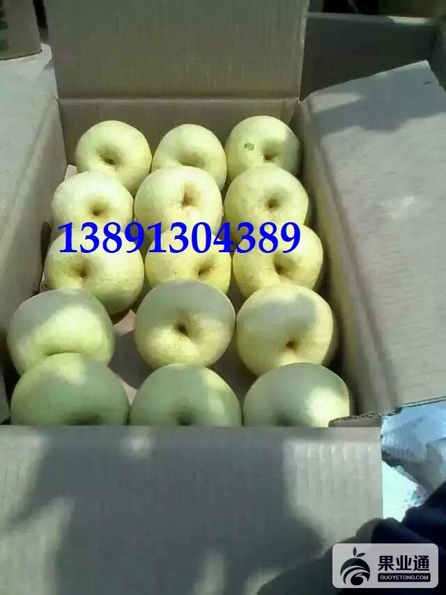 梨-酥梨箱子带子.JPG