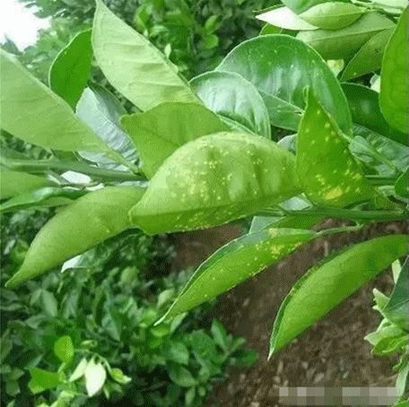 柑橘溃疡动副本.gif