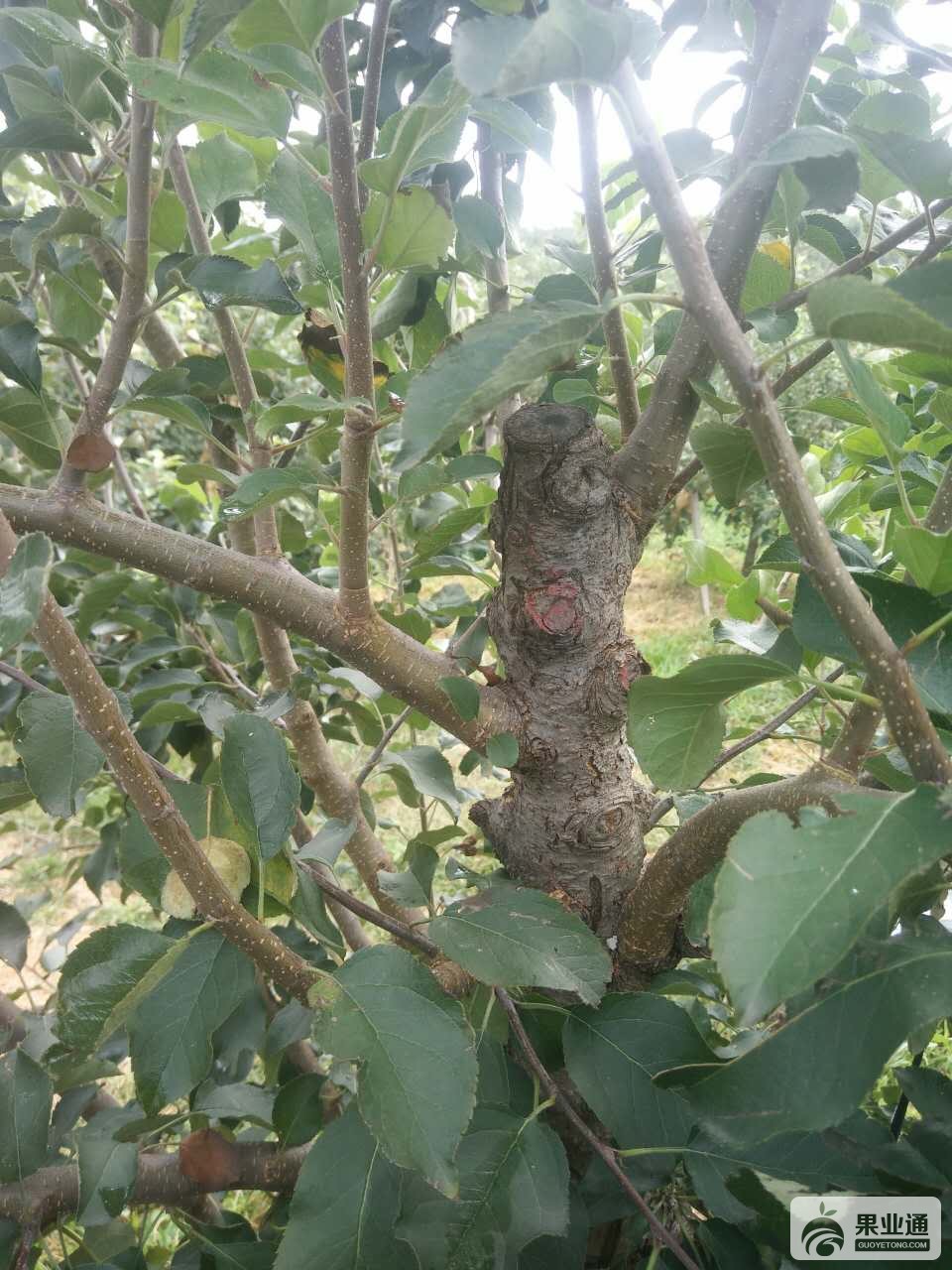 治疗2年的果树