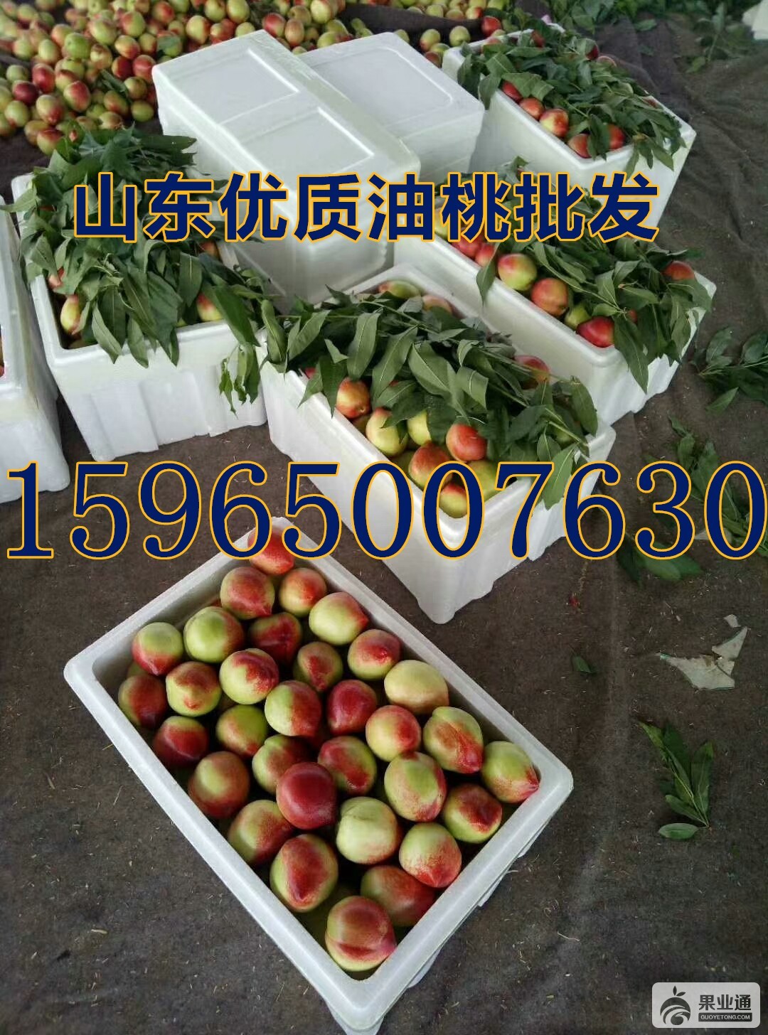QQ图片20180401163905_副本.jpg