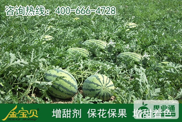 增甜剂——西瓜1.jpg