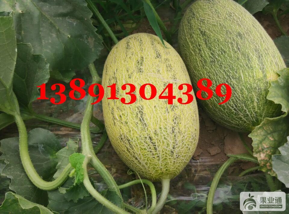 哈密瓜带子-2个.JPG