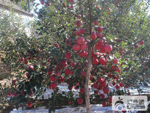 IMG_7233_爱奇艺.jpg