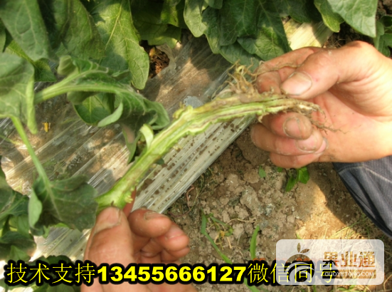 青枯.png