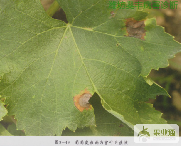 葡萄叶子.png