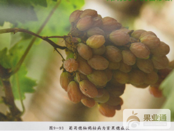 葡萄果实.png