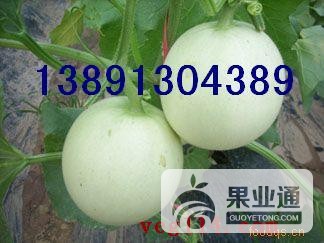 甜瓜带子-甜瓜2个3.jpg