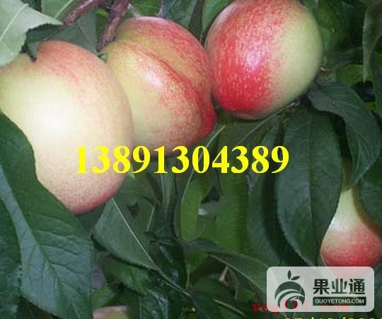 油桃带子-尖油桃3.jpg