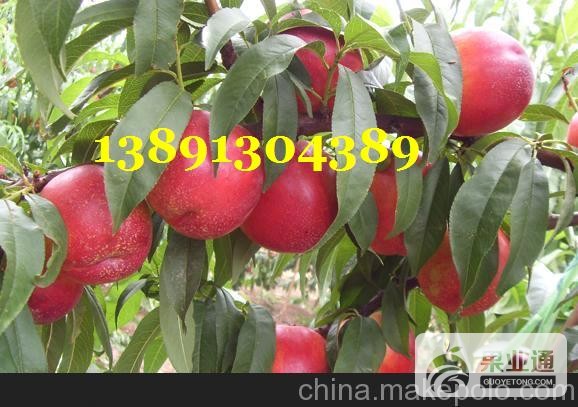 油桃-红大油桃1.JPG