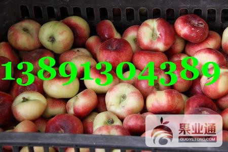 油桃-油蟠桃1.JPG