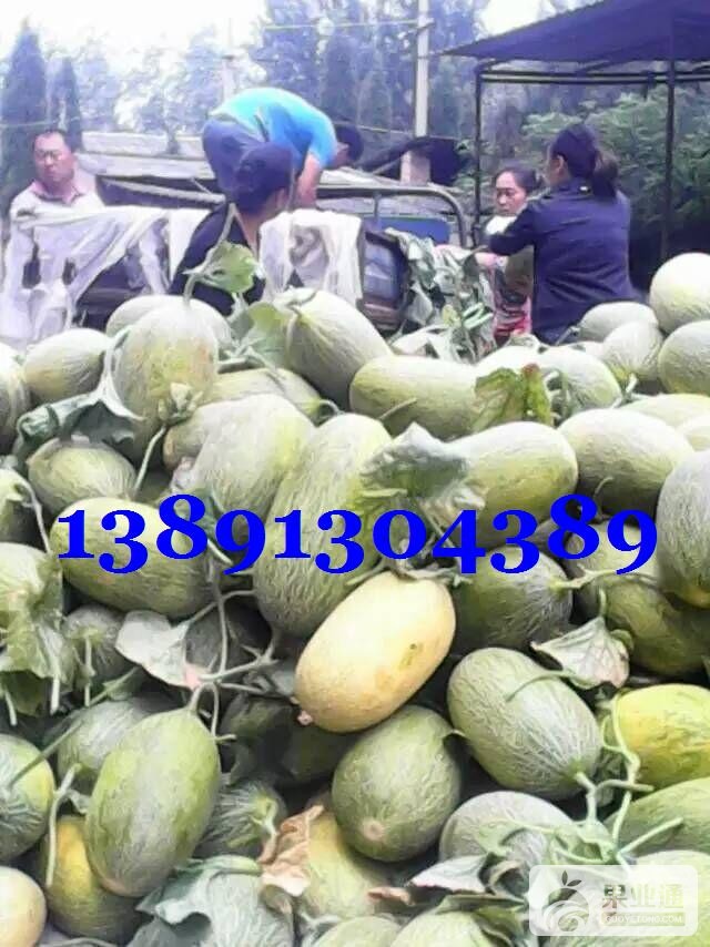 哈密瓜-带子绿色.JPG