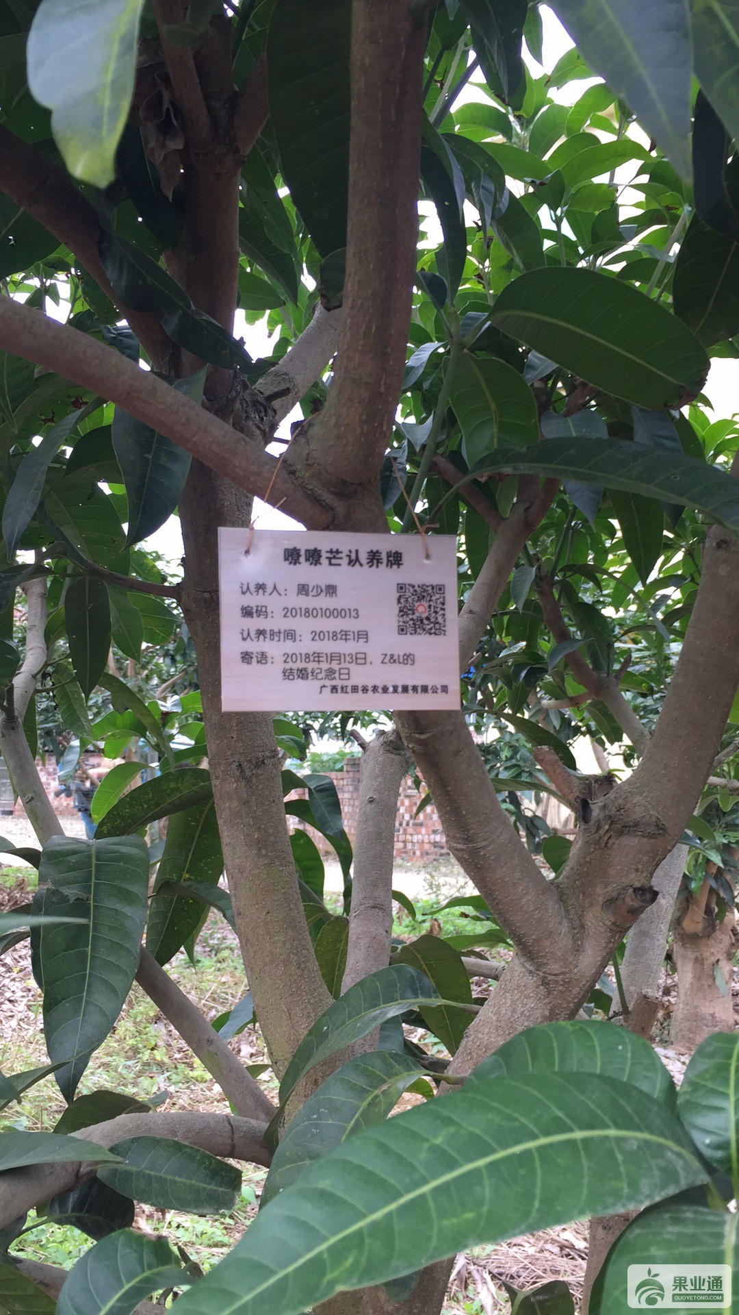 果树挂牌1.JPG