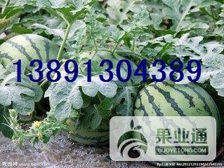 西瓜带子-京新西瓜03.JPG
