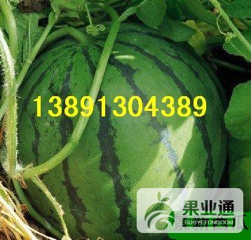 西瓜带子-京新西瓜1.jpg