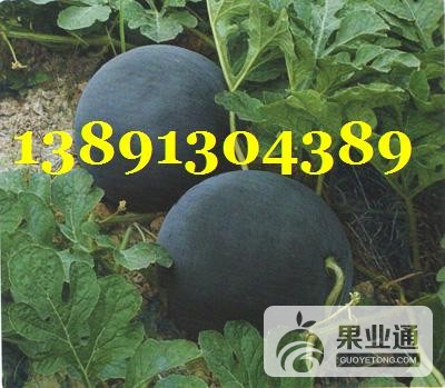 西瓜-黑无籽西瓜06090922584751.JPG