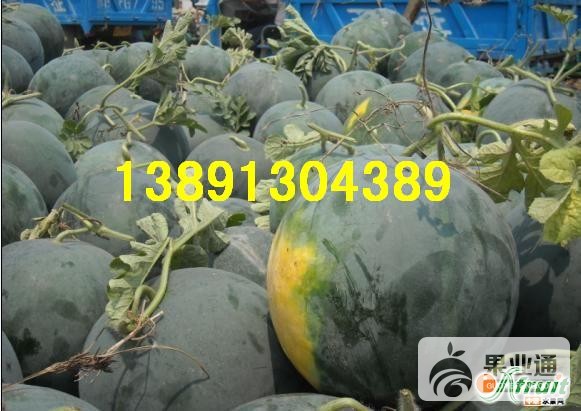西瓜-黑无籽大1.jpg