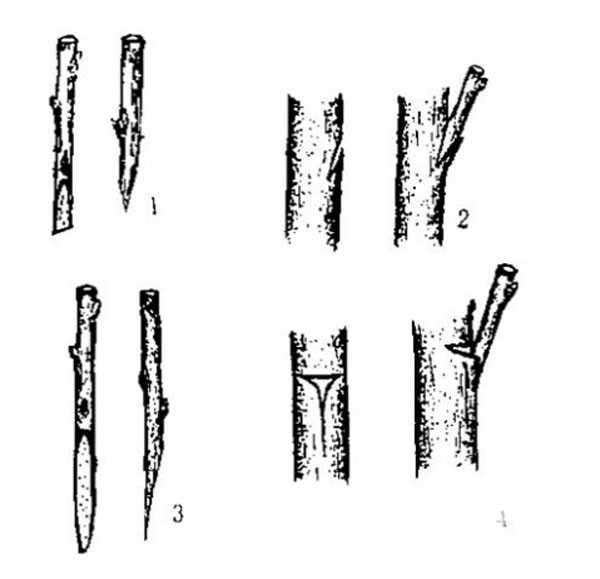 u=2942493137,3271338557&amp;fm=214&amp;gp=0.jpg