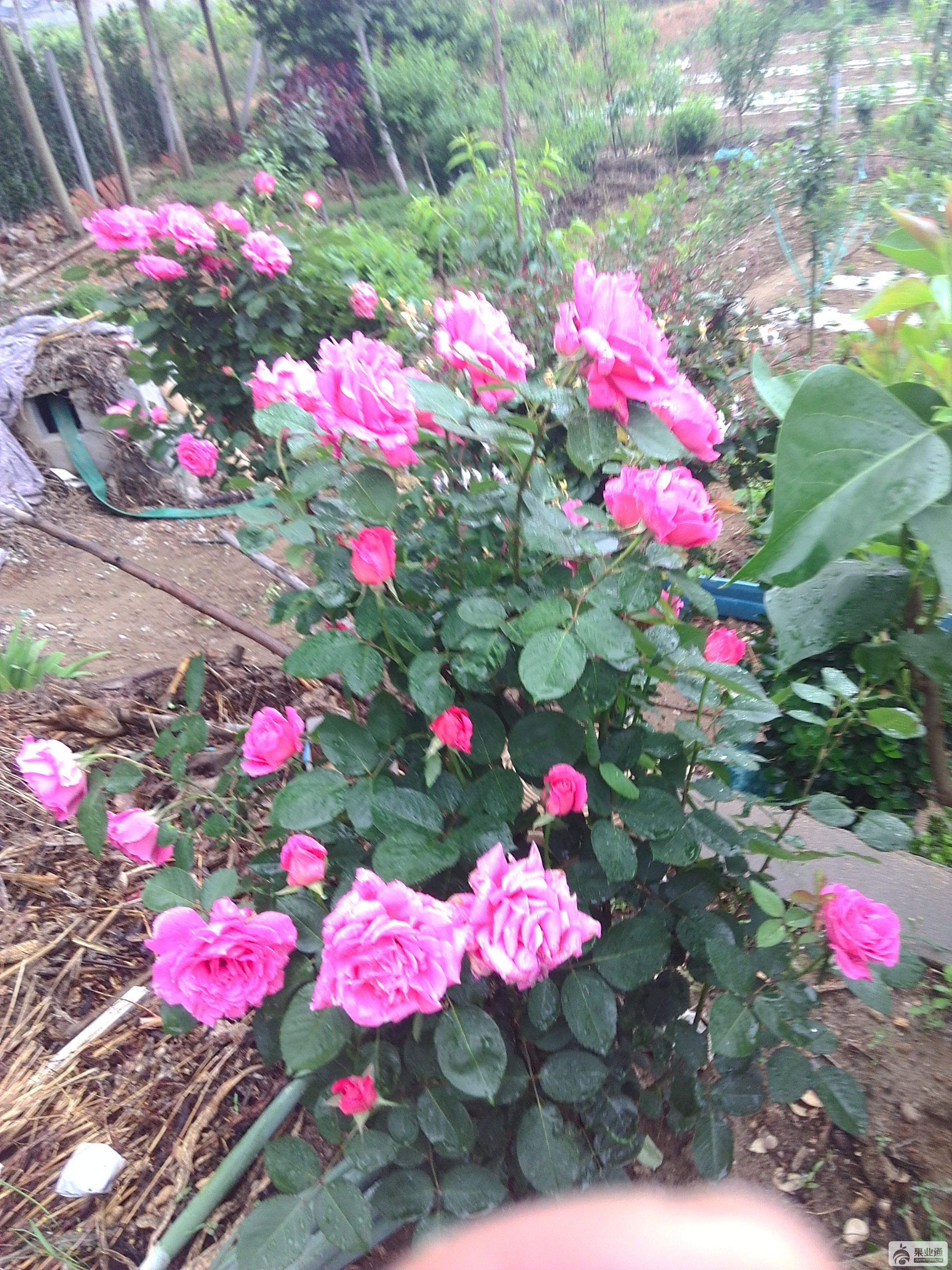 IMG_20180520_074051.jpg