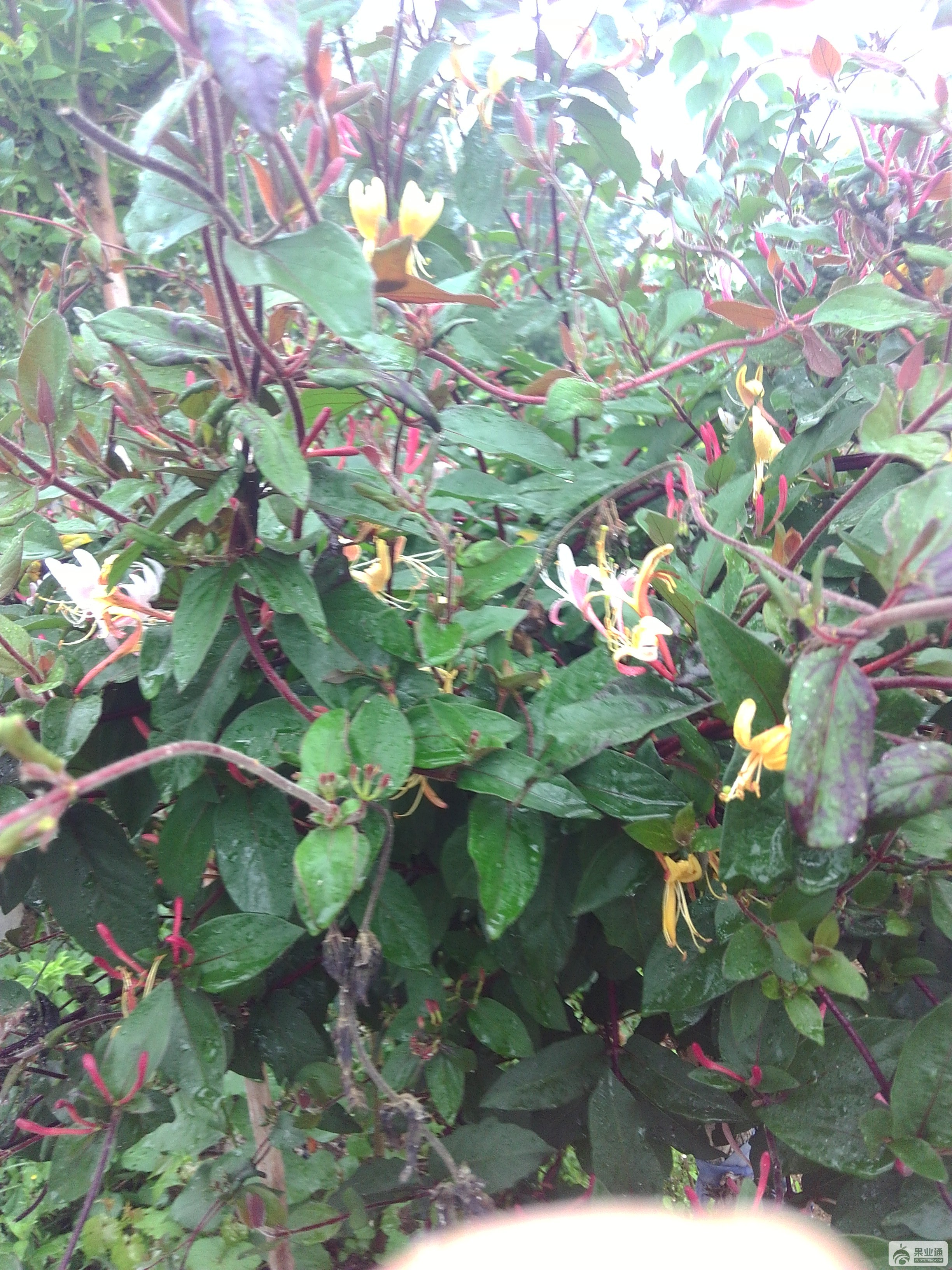 IMG_20180520_073955.jpg