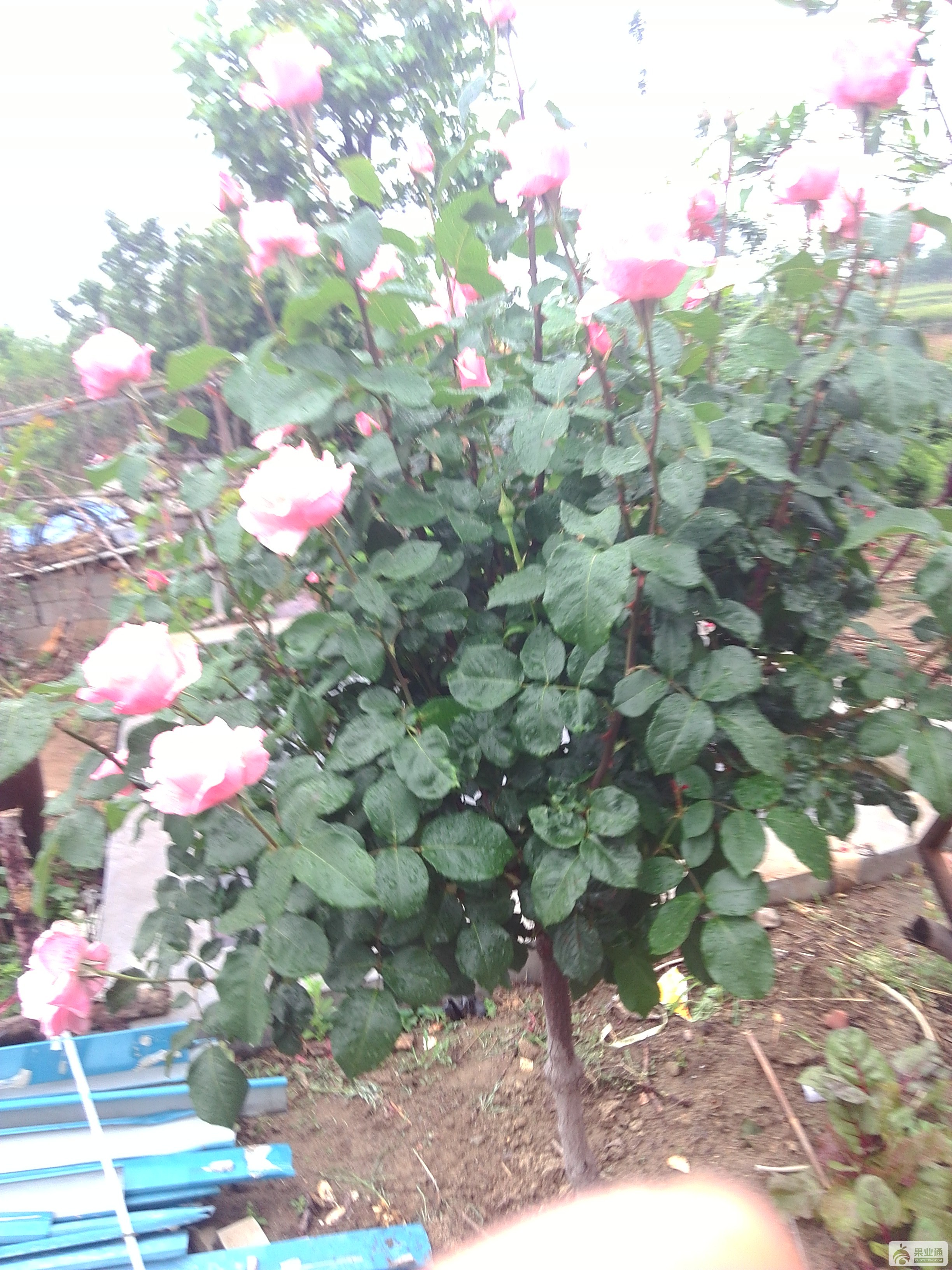 IMG_20180520_074032.jpg