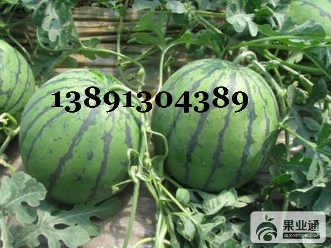西瓜-京新西瓜82-1068581.JPG