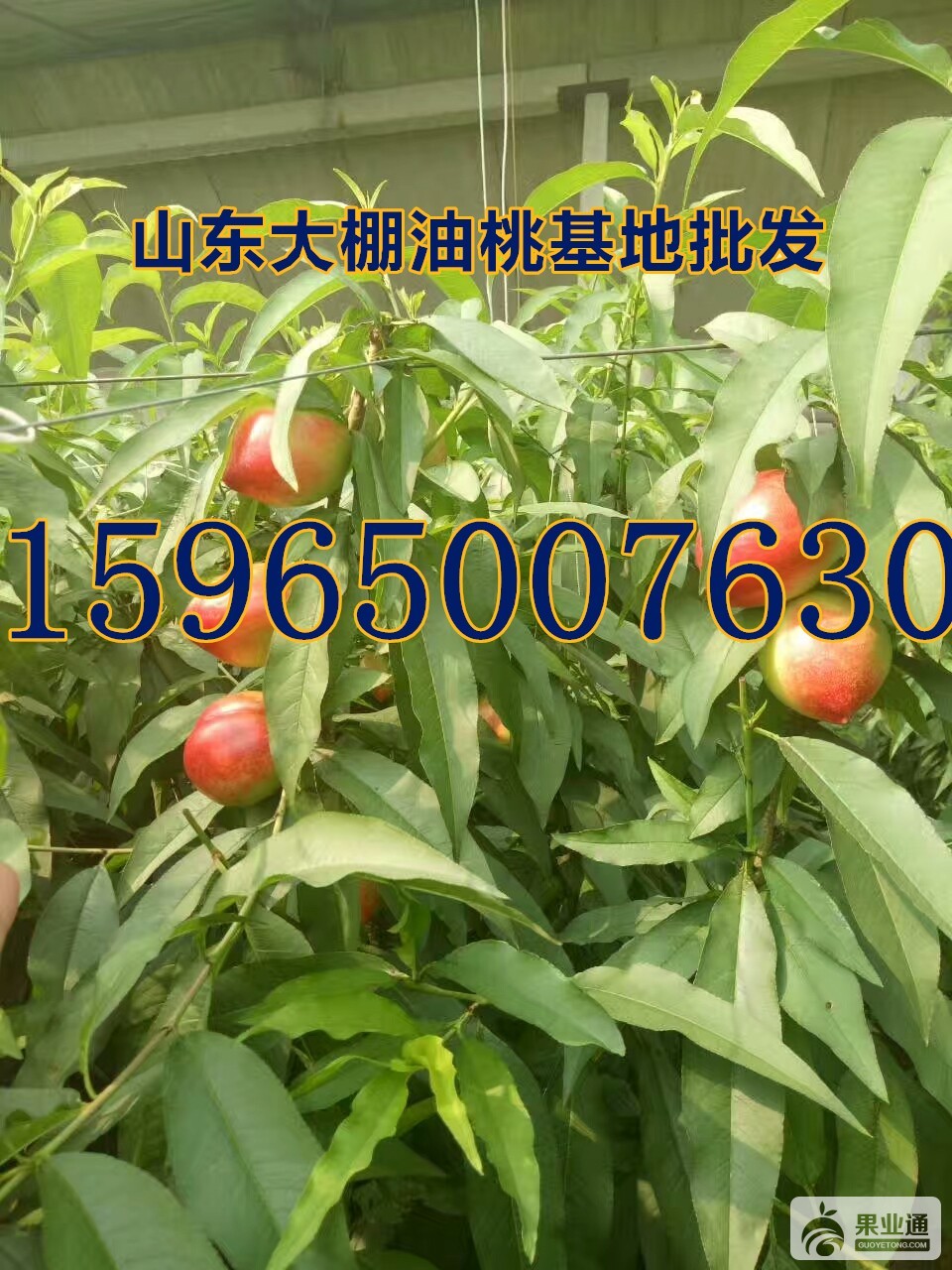 QQ图片20180401163651_副本.jpg