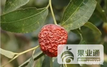 大枣2.jpg