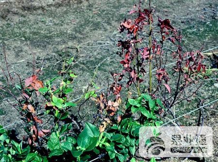 蓝莓病害溃疡.jpg