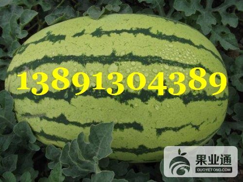 西瓜-西龙大巴长华瓜.JPG