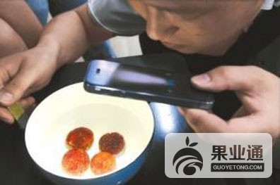 果蝇1.jpg