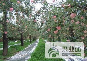 果树2.jpg