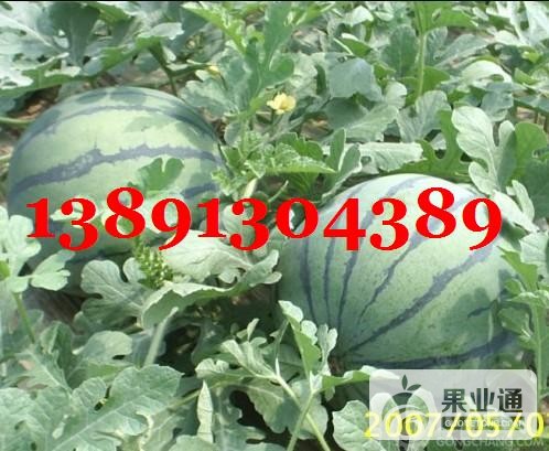 西瓜-京欣西瓜2.JPG
