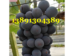 葡萄-户太葡萄5-1247939.png