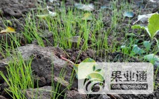 鼠茅草轮播2.jpg