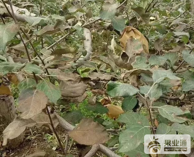 图片9.png