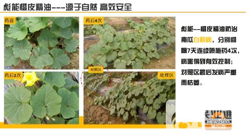 橙皮-1.jpg