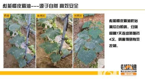 橙皮-2.jpg