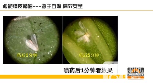橙皮-3.jpg