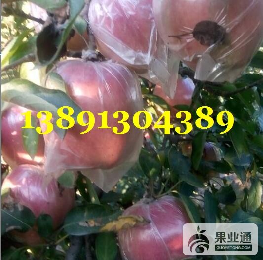 苹果-红富士苹果树上2.JPG
