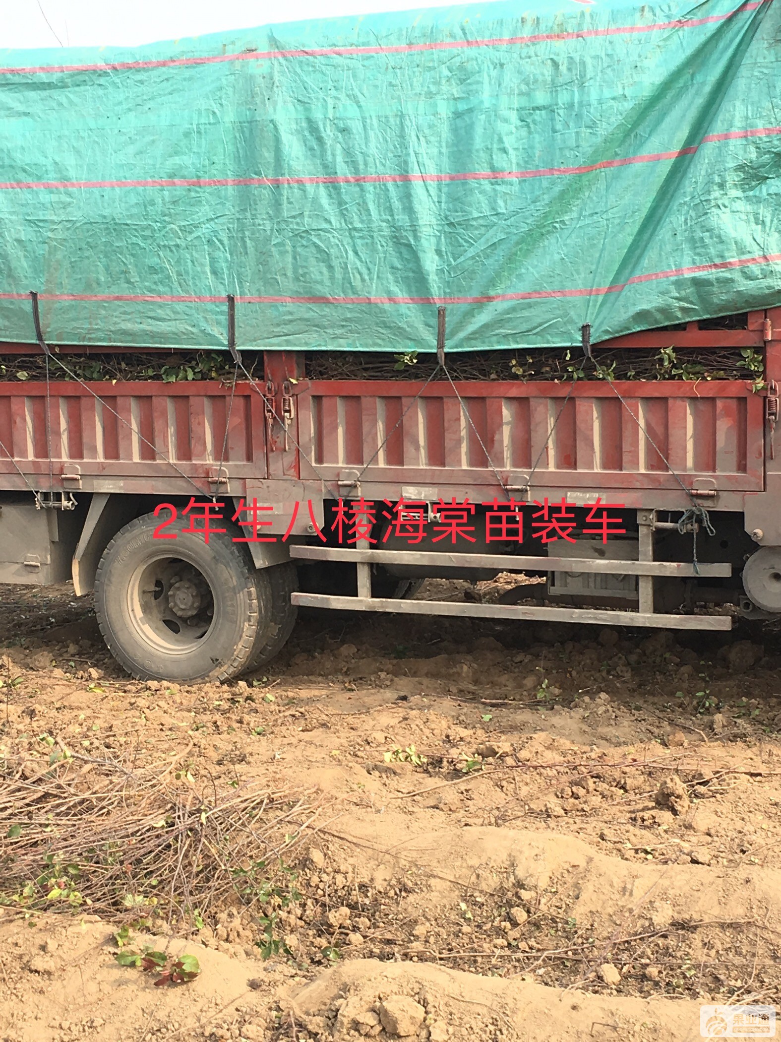 1公分以上八棱海棠苗装车.jpg