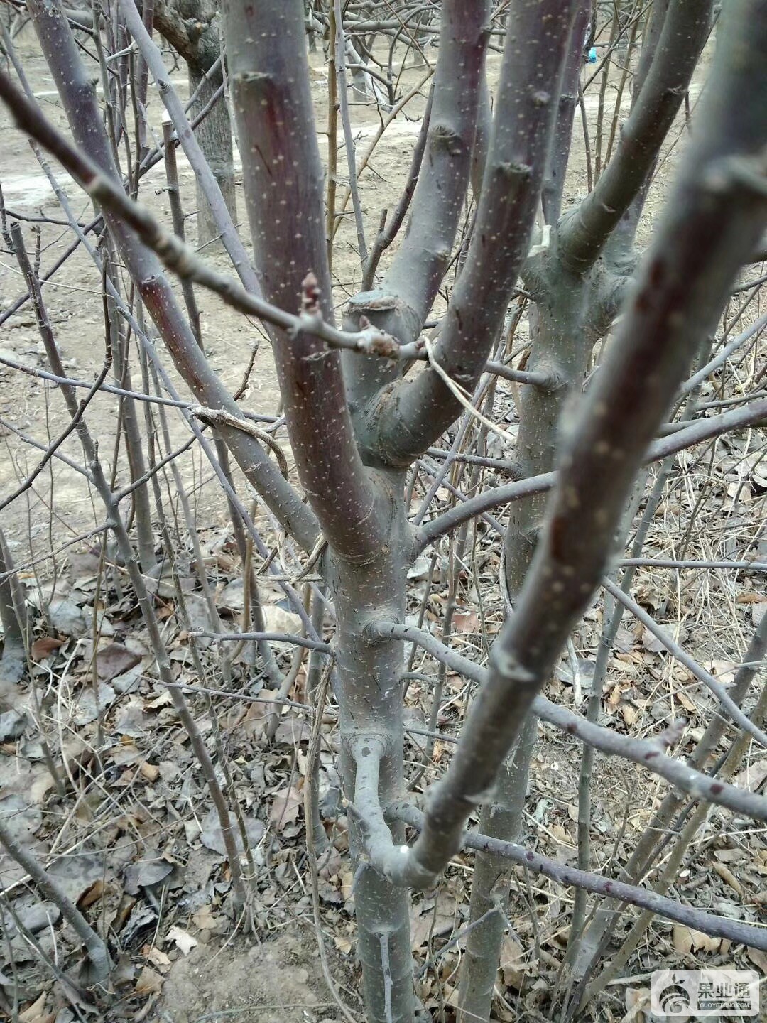 2-4公分苹果苗..JPG