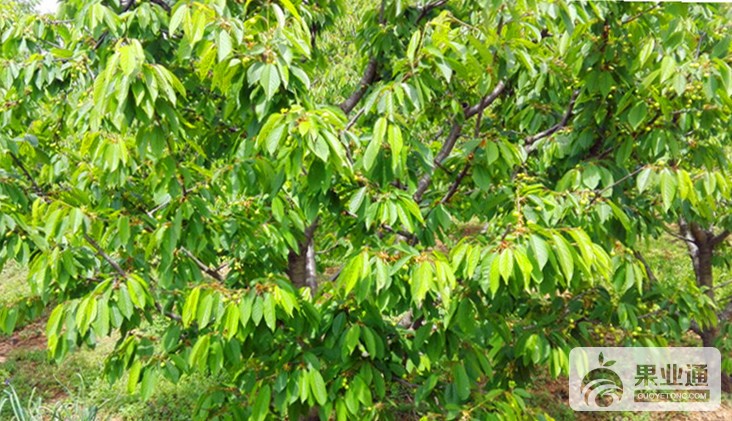 4-欧洲樱桃树-200.jpg