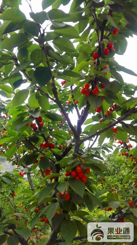 5-欧洲樱桃树-200.jpg