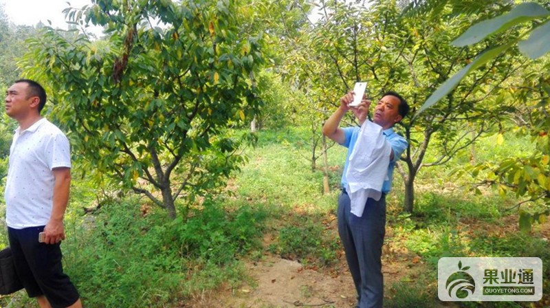 6-欧洲樱桃树-200.jpg