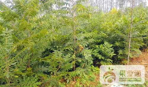 2-美国山核桃嫁接苗-100.jpg
