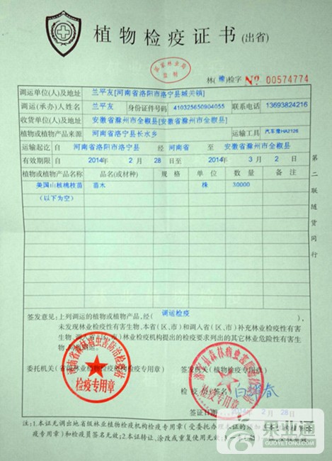 9-美国山核桃嫁接苗-检疫证-100.jpg