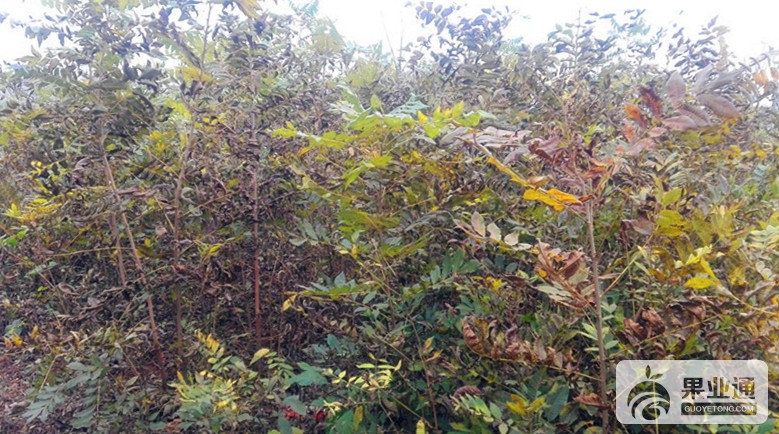 10-美国山核桃嫁接苗-200.jpg